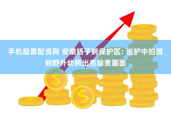 手机股票配资网 安徽扬子鳄保护区: 巡护中拍摄到野外幼鳄出壳珍贵画面